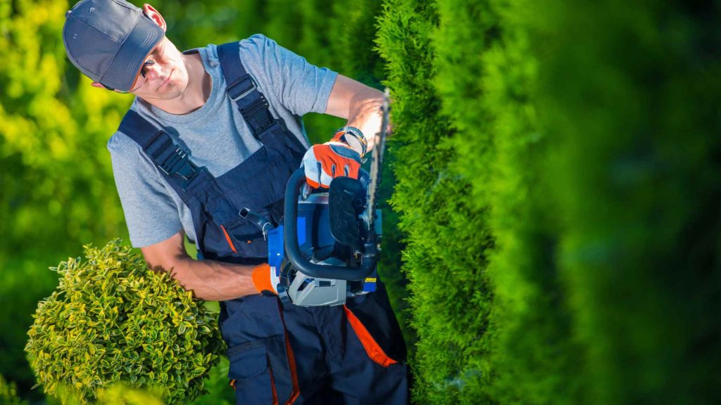 Man trimming bushes on a commercial property. Keeping them in the best shape.