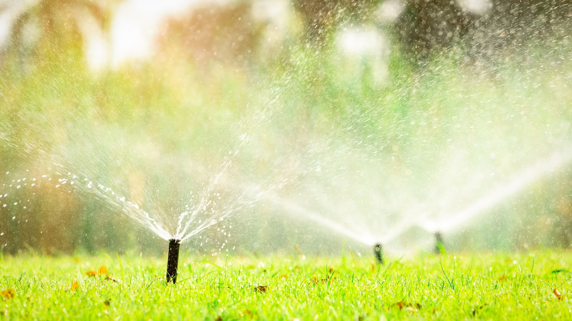 Sprinklers in a well manicured lawn keeping the lawn healthy