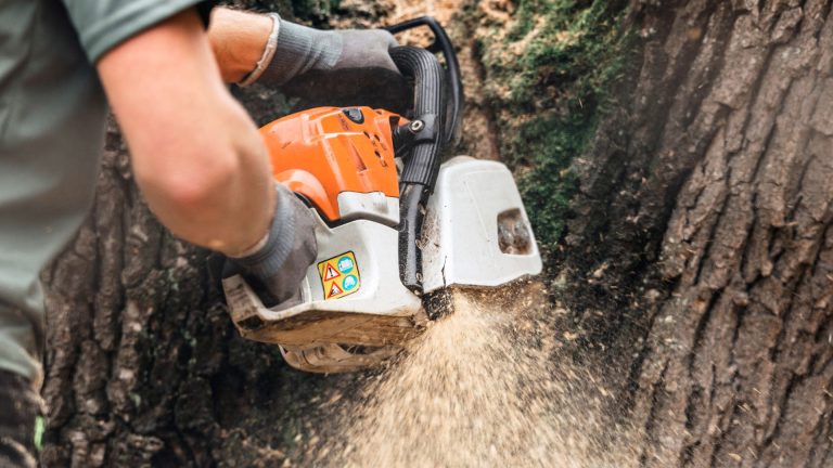 Chainsaw cutting down a dead and damages tree for safety.